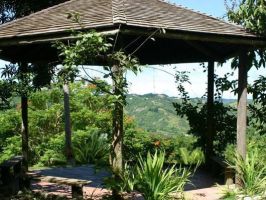 tropical garden flower forest