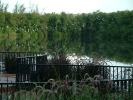 tropical garden graeme hall