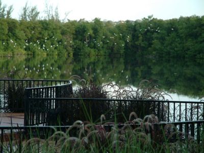 tropical garden graeme hall