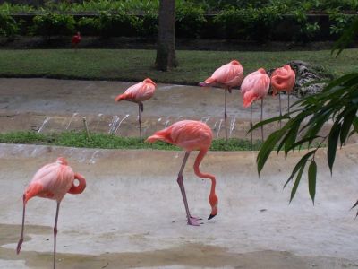 tropical garden graeme hall flamingo