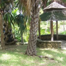 Tropical Garden Wedding