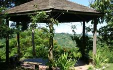 garden-flower-forest